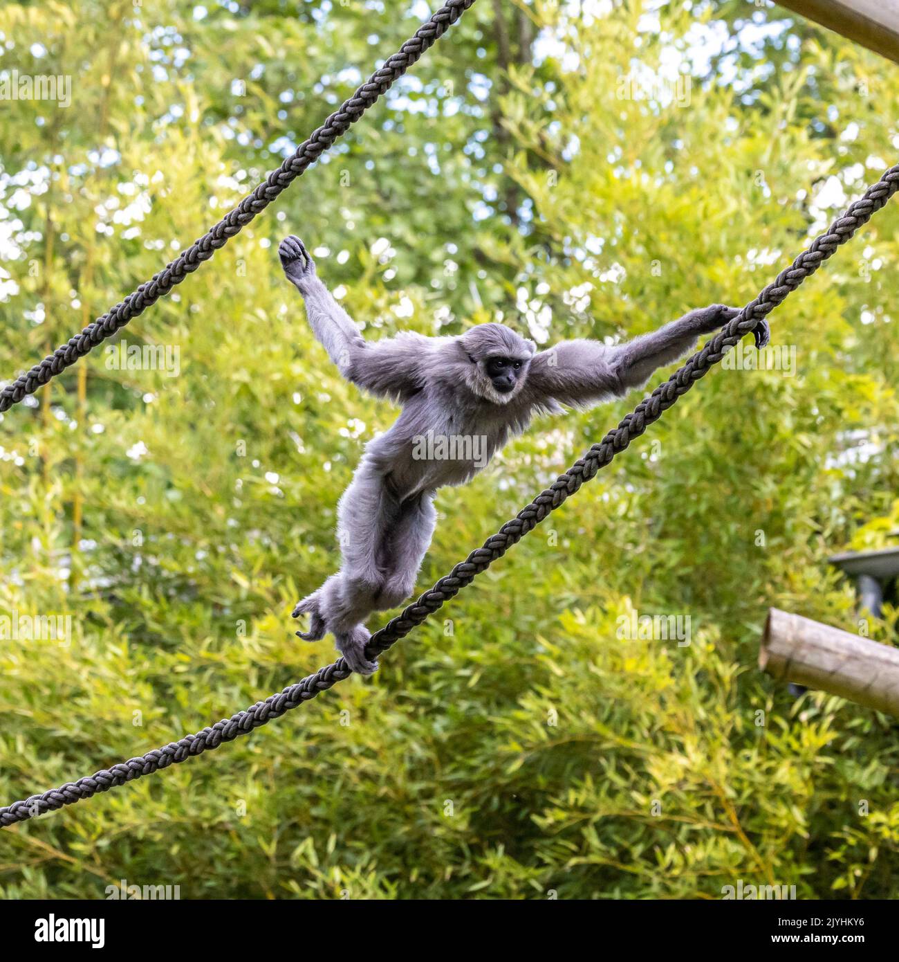 Gibbon argenteo, Hylobates moloch. Il gibbone argenteo si colloca tra le specie più a rischio. Foto Stock