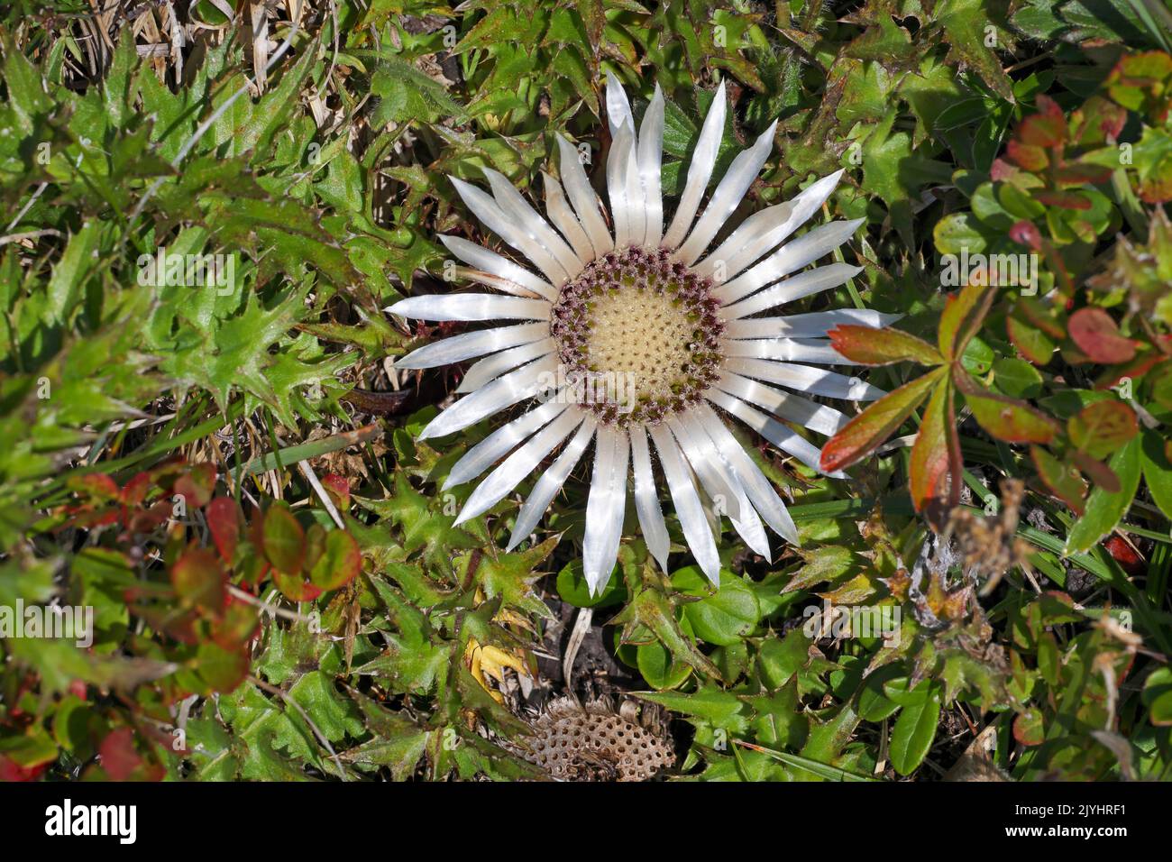 Cardo nana, Carline Thistle senza stelo (Carlina acaulis), che fiorisce in un prato alpino, Svizzera, Grigioni, Pontresina Foto Stock