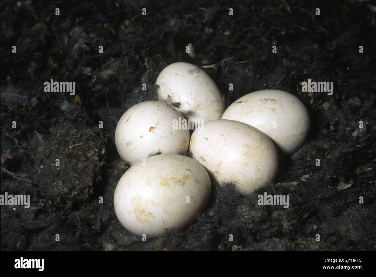 Gufo di fienile (Tyto alba), frizione in scatola di nidificazione, Germania Foto Stock