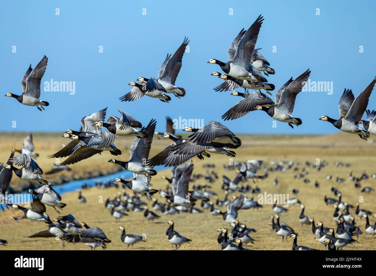 barnacle Goose (Branta leucopsis), decollo gruppo, Paesi Bassi, Frisia, Ferwert Foto Stock