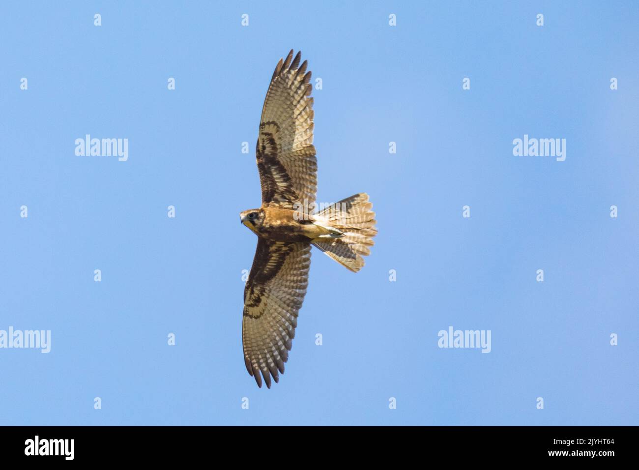 Falco marrone (Falco berigora), in volo a cielo blu, Australia, Queensland Foto Stock
