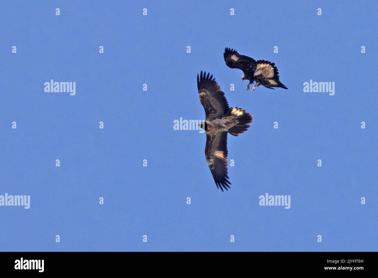 Aquila reale (Aquila chrysaetos), aquila reale in volo attacca un avvoltoio portoroso giovanile, Italia, Parco Nazionale del Gran Paradiso Foto Stock