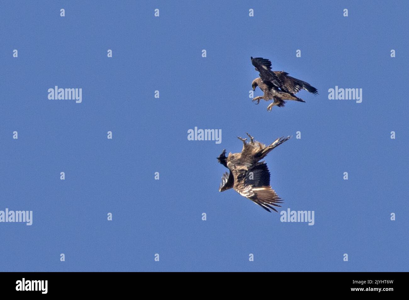 Aquila reale (Aquila chrysaetos), aquila reale in volo attacca un avvoltoio portoroso giovanile, Italia, Parco Nazionale del Gran Paradiso Foto Stock