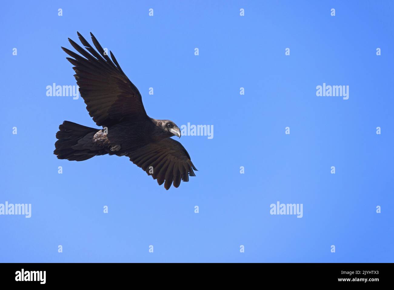 Raven (Corvus corax canariensis, Corvus canariensis), in volo, Isole Canarie, Fuerteventura, Tindaya Foto Stock