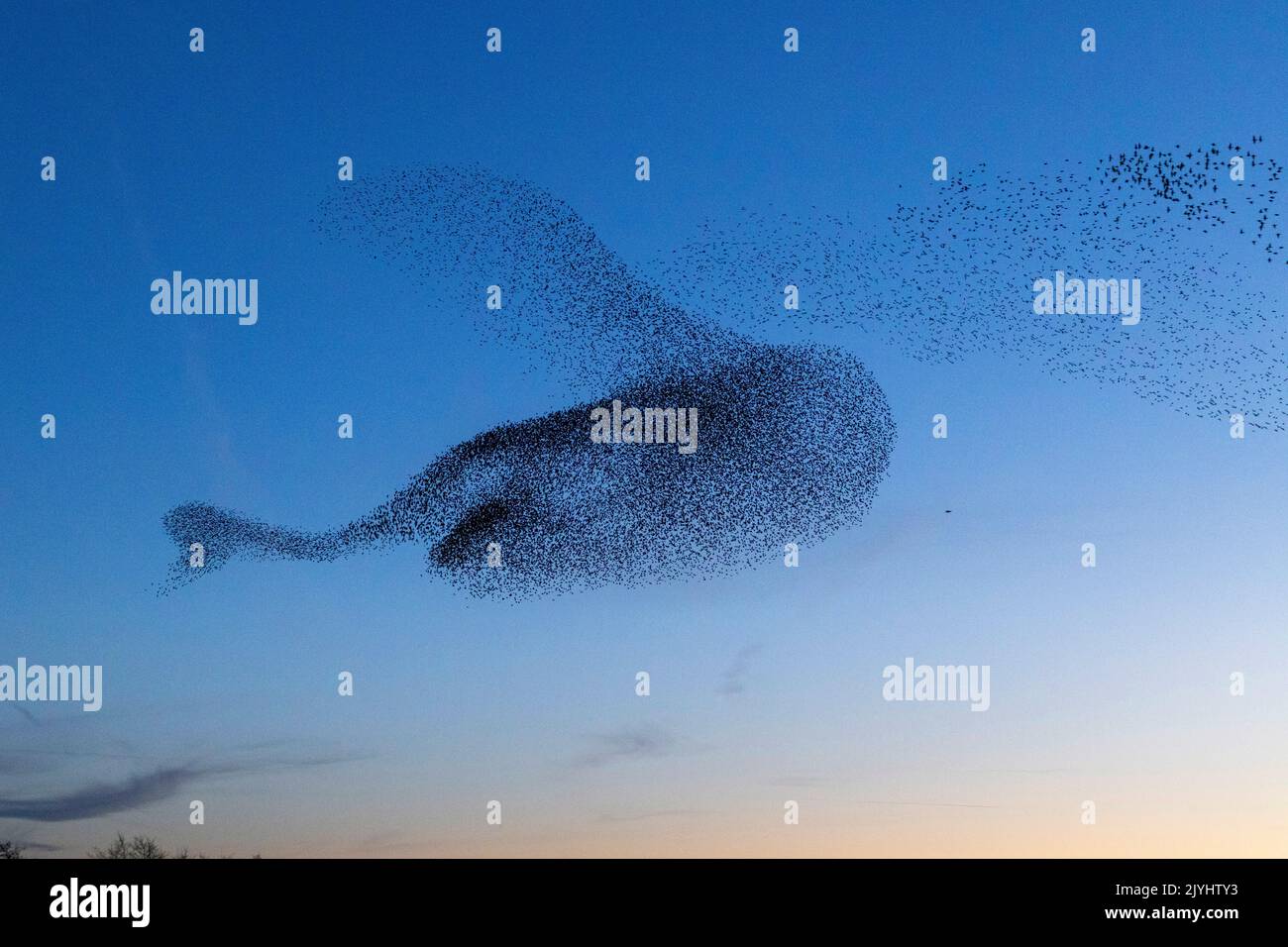 Starring comune (Sturnus vulgaris), gregge che volano al luogo di ruggimento dopo il tramonto, grande gregge in volo formazione, Paesi Bassi, Frisia, Ryptsjerk Foto Stock