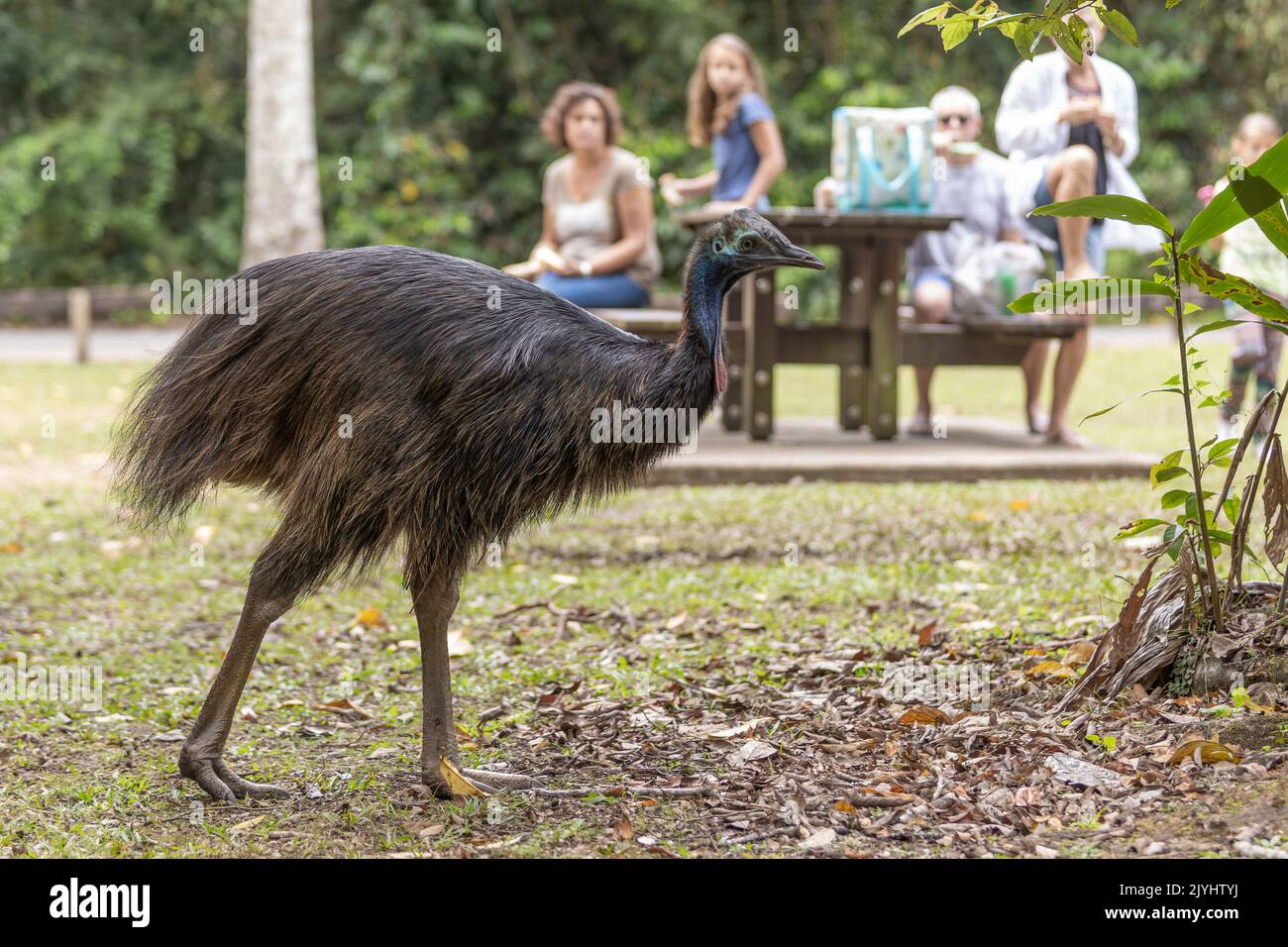 Cassowary meridionale, Cassowary con doppio battito, Cassowary australiano, Cassowary con due battiti (Casuarius casuarius), minorenni in un'area picnic, Foto Stock