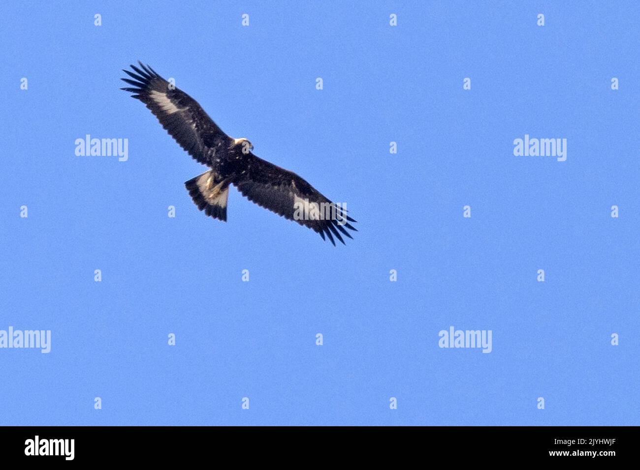 Aquila reale (Aquila chrysaetos), giovane in volo, Italia, Parco Nazionale del Gran Paradiso Foto Stock