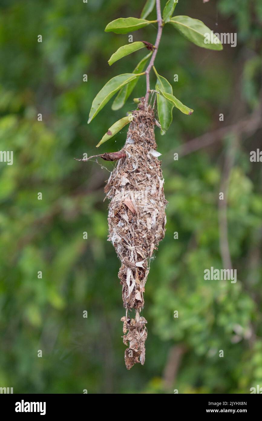 Uccelli da sole di oliva (Nectarinia jugularis), nido, Australia, Queensland Foto Stock