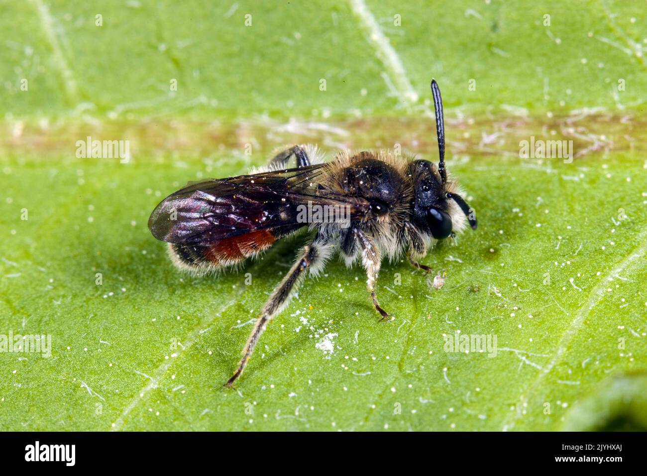 Ape mineraria a balestra rossa (Andrena labiata, Andrena cingolata), maschio siede su una foglia, Germania Foto Stock