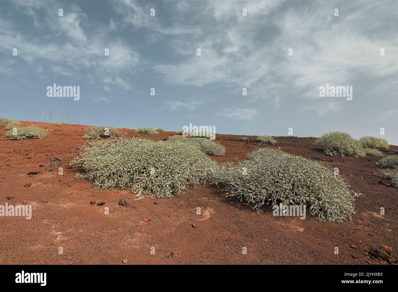 Spurge (Euphorbia balsamifera), arbusto su roccia lavica nel Montana Quemada, Isole Canarie, Lanzarote, El Golfo Foto Stock