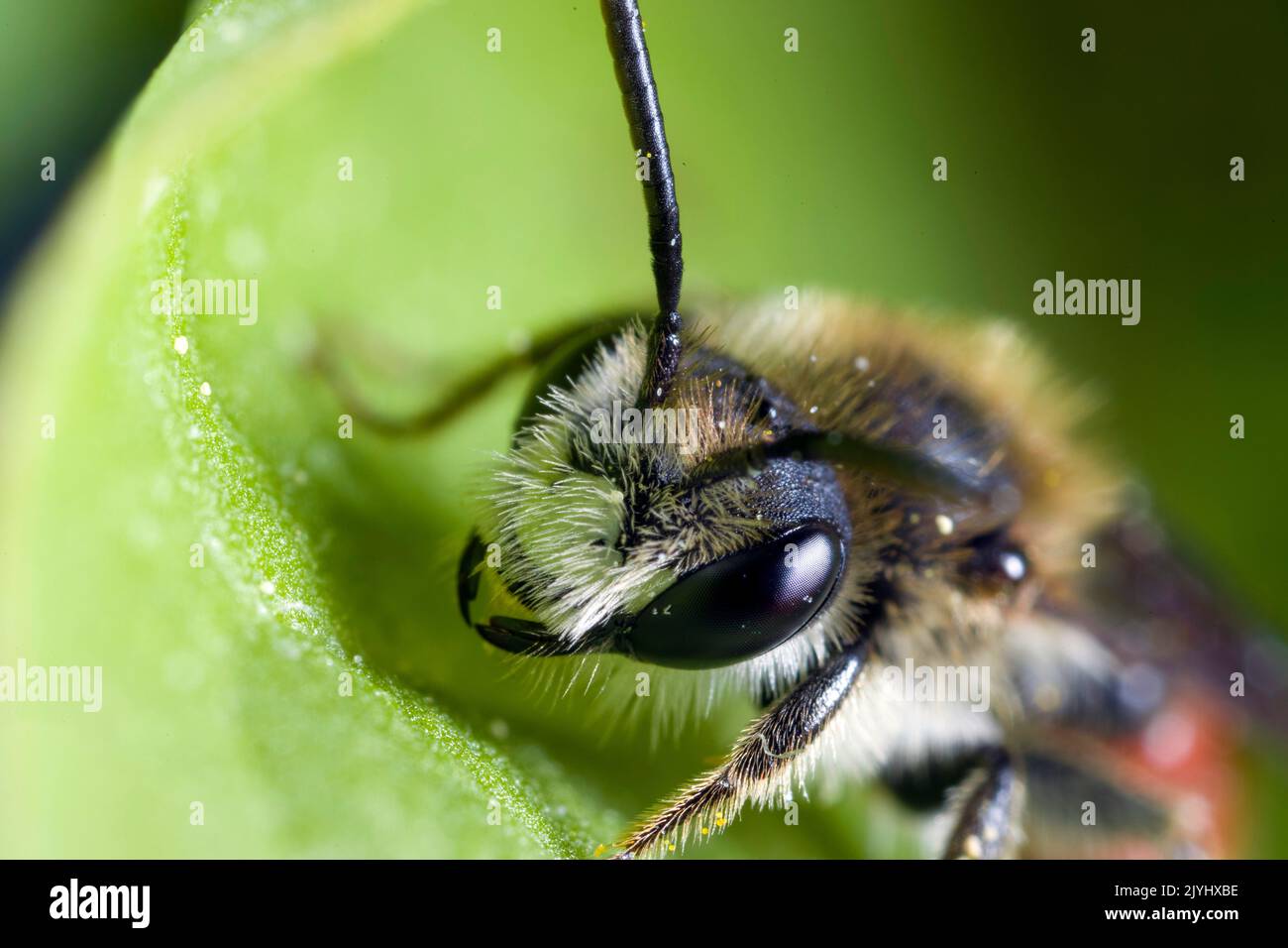 Bee da miniera a cinta rossa (Andrena labiata, Andrena cingolata), maschio siede su una foglia, ritratto, Germania Foto Stock