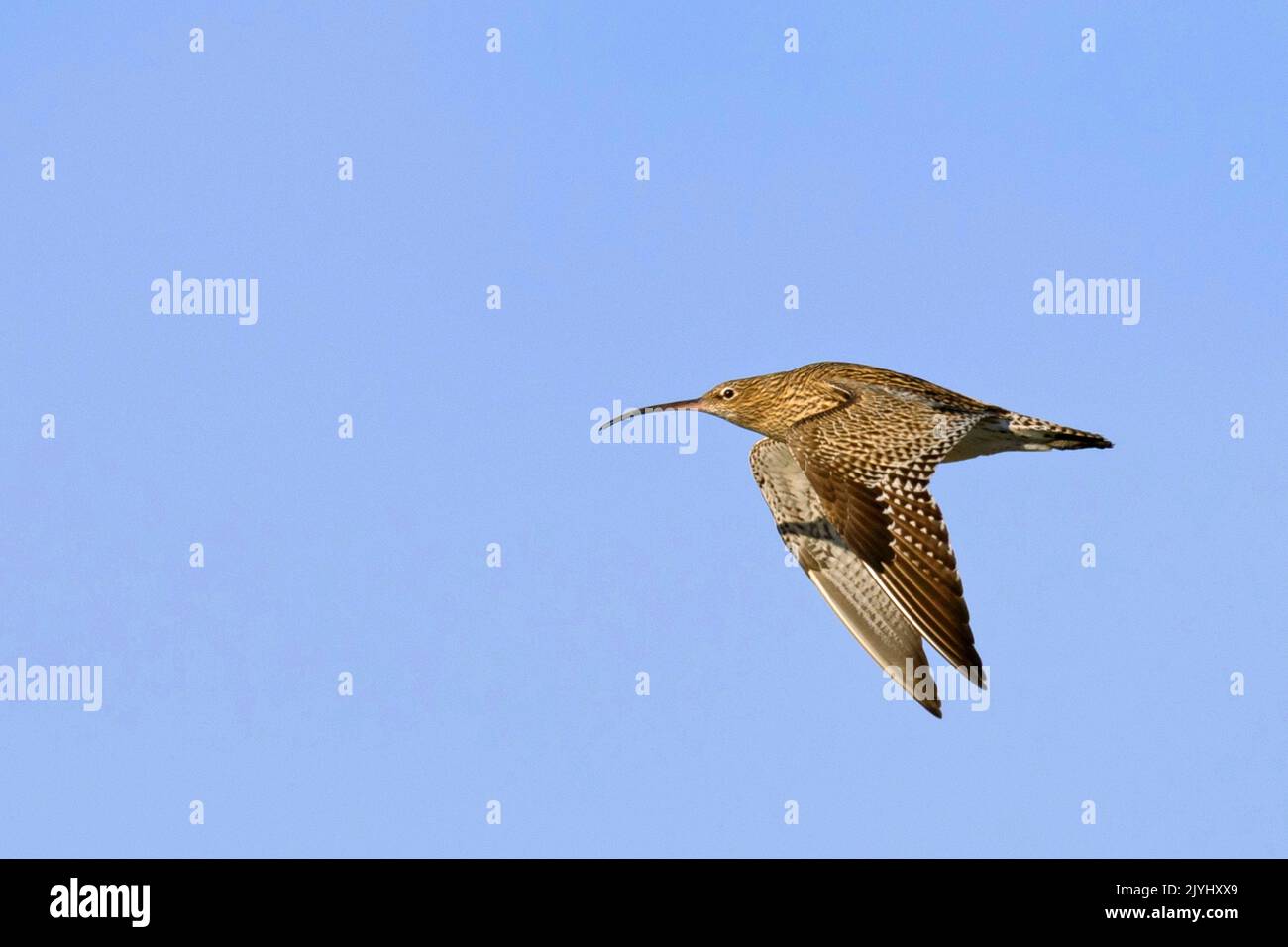 corrimano occidentale (Numenius arquata), in volo, Paesi Bassi, Frisia, Workum Foto Stock