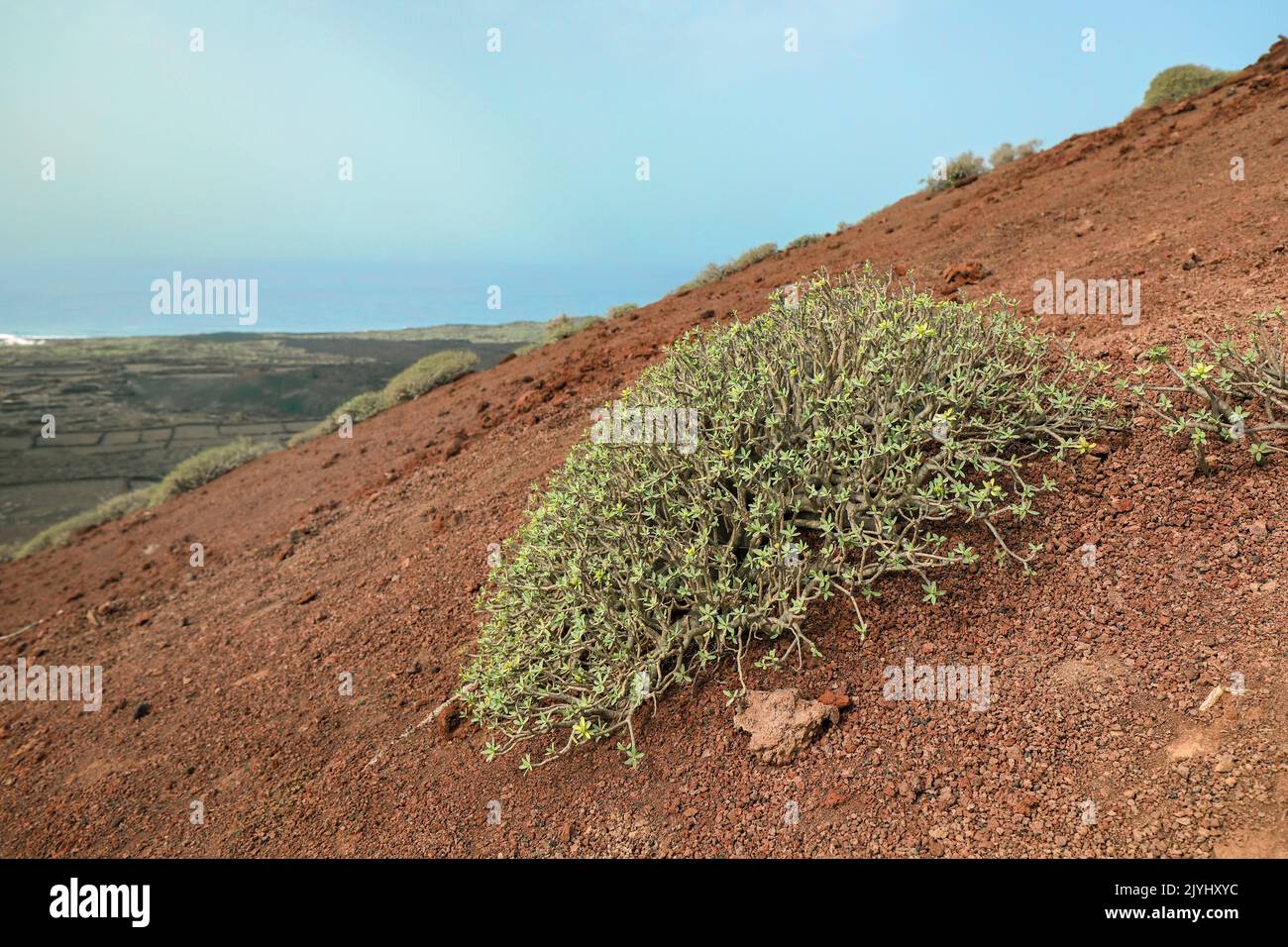 Spurge (Euphorbia balsamifera), arbusto su roccia lavica nel Montana Quemada, Isole Canarie, Lanzarote, El Golfo Foto Stock