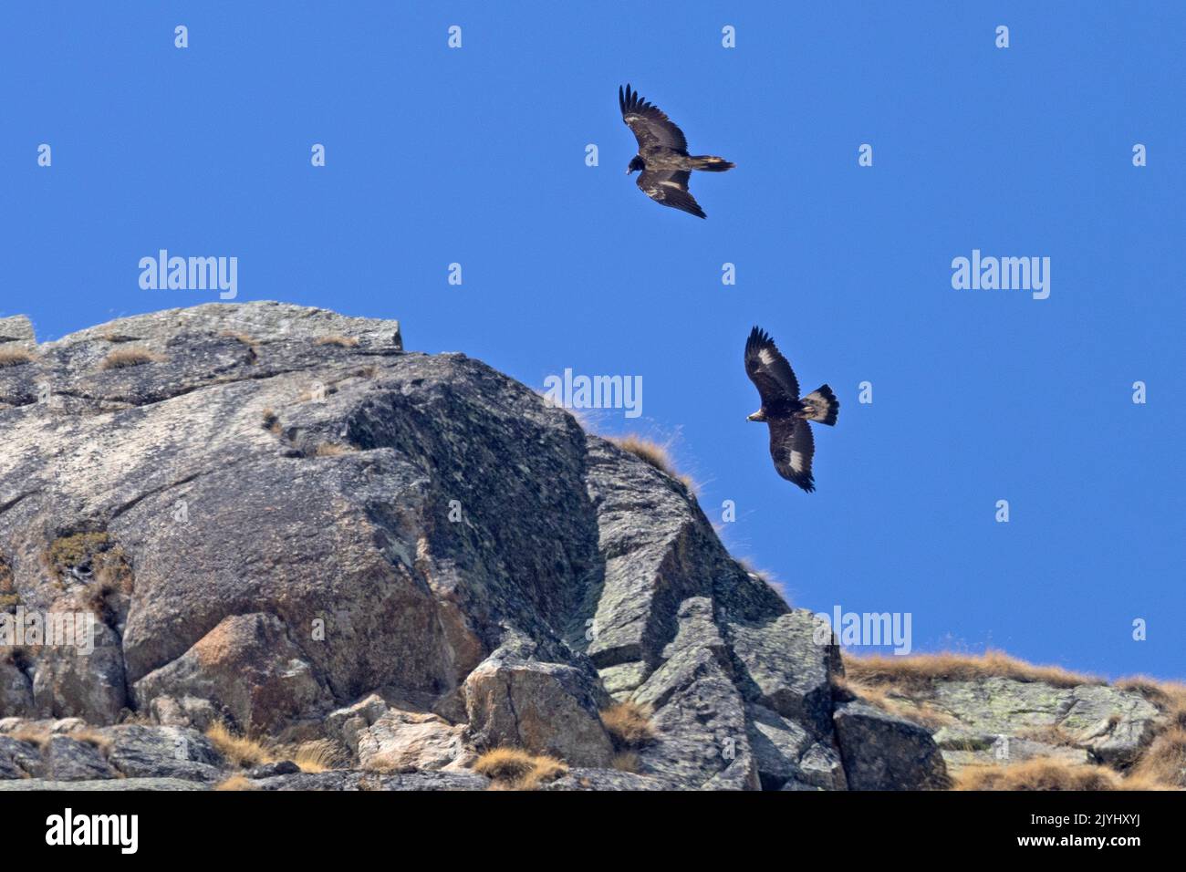 Aquila reale (Aquila chrysaetos), aquila reale e giovane avvoltoio bearded che volano ober una montagna, segni bearded avvoltoio, Italia, Gran Paradiso Foto Stock