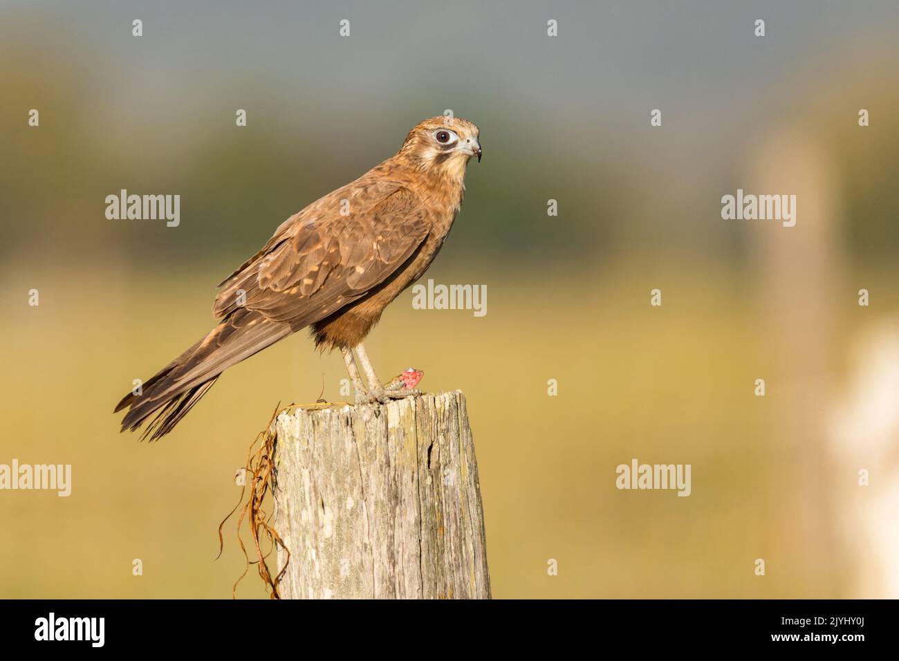 Falco marrone (Falco berigora), arroccato su un palo di legno, Australia, Queensland Foto Stock