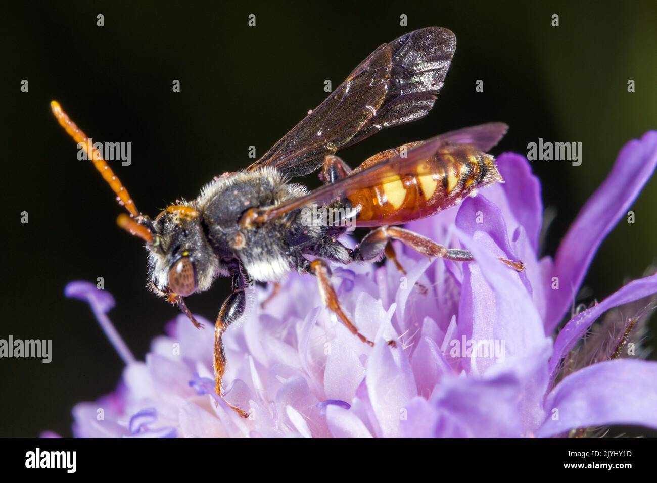 nomad Bee (Nomada armata), siede su un fiore, Germania Foto Stock