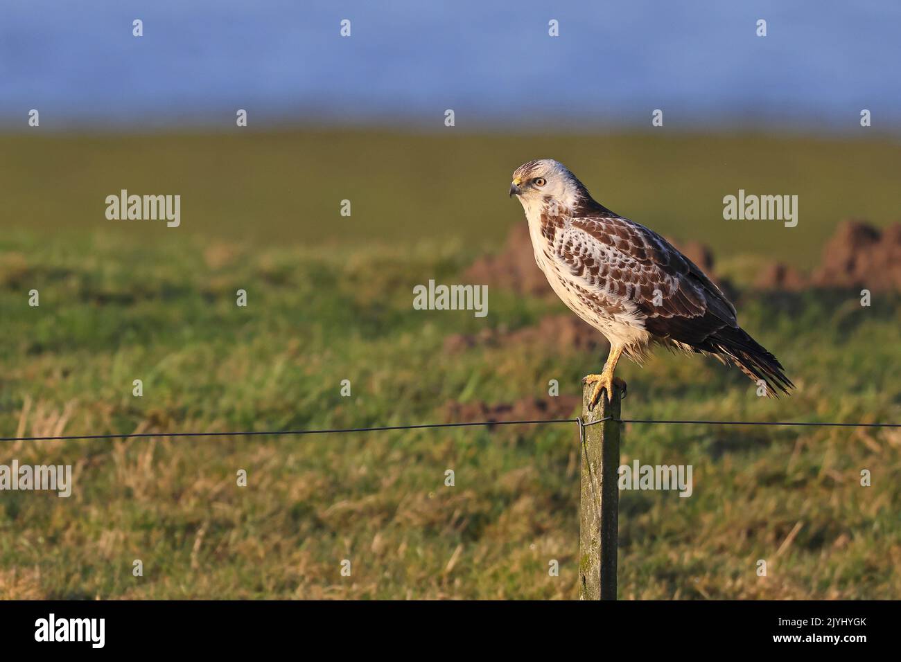 Poiana eurasiatica (Buteo buteo), morfo leggero nel piumaggio giovanile, seduta su un posto, Paesi Bassi, Frisia Foto Stock