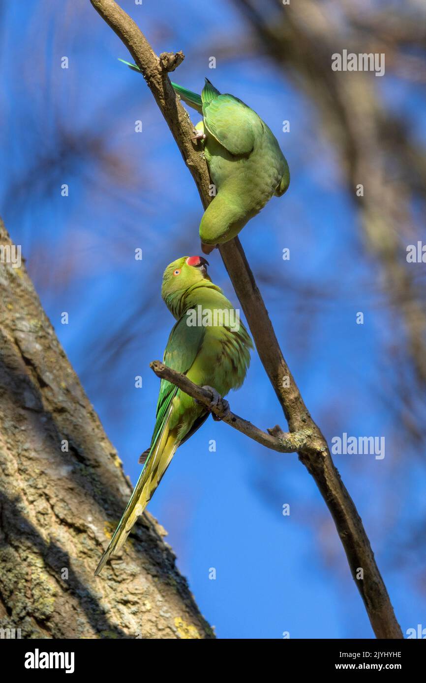 Parakeet con anello di rosa (Psittacula krameri), coppia, espositore, Olanda, Sud Olanda Foto Stock