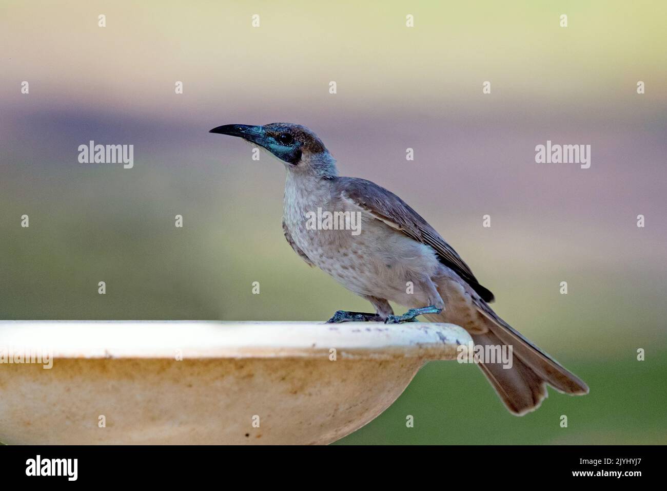 Piccolo friarbird, piccola leatherhead, friarbird dalla gola gialla (Philemon citreogularis), arroccato su un bagno di uccelli, Australia, territorio del Nord, Foto Stock