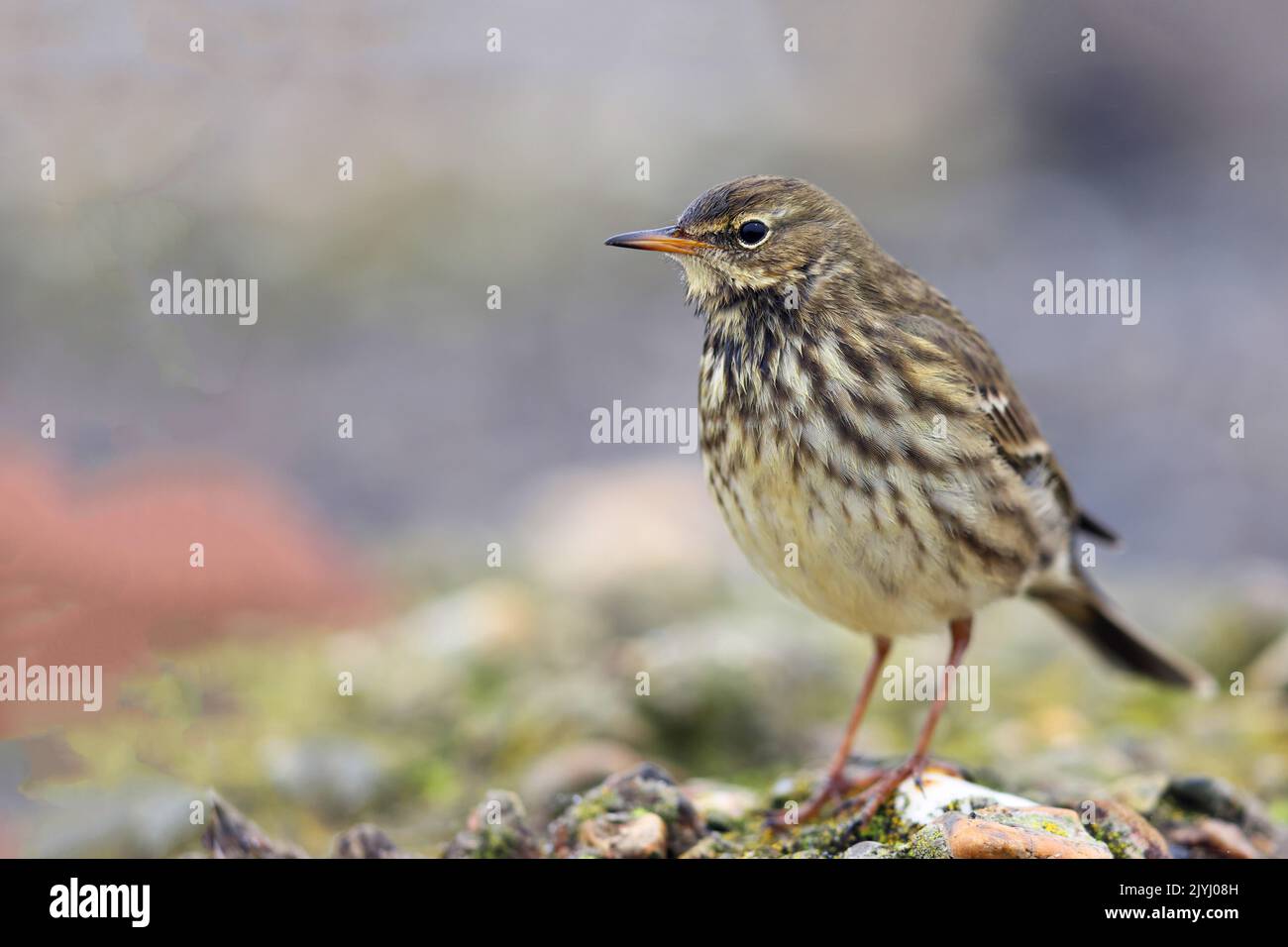Pitpit di roccia (Anthus petrosus), si trova sulla costa del Mare del Nord, Paesi Bassi, Frisia, Holwerd Foto Stock