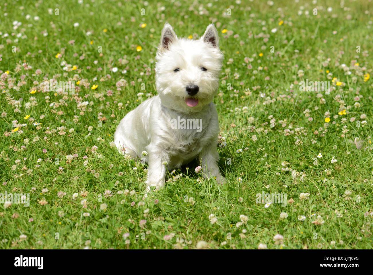 Yorkshire Terrier (Canis lupus F. familiaris), piccola donna bianca Yorkshire Terrier in un prato Foto Stock