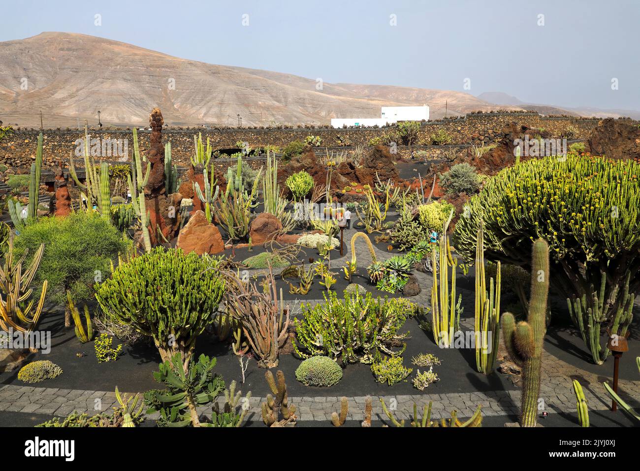 Jardin de Cactus, giardino di cactus, Isole Canarie, Lanzarote, Guatiza Foto Stock