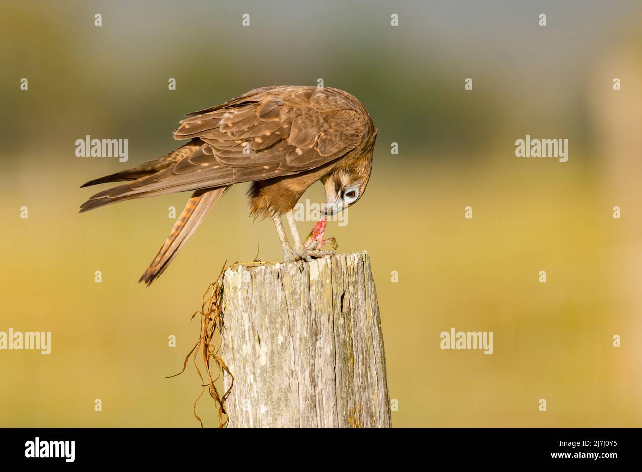 Falco bruno (Falco berigora), arroccato su un palo di legno che alimenta preda, Australia, Queensland Foto Stock