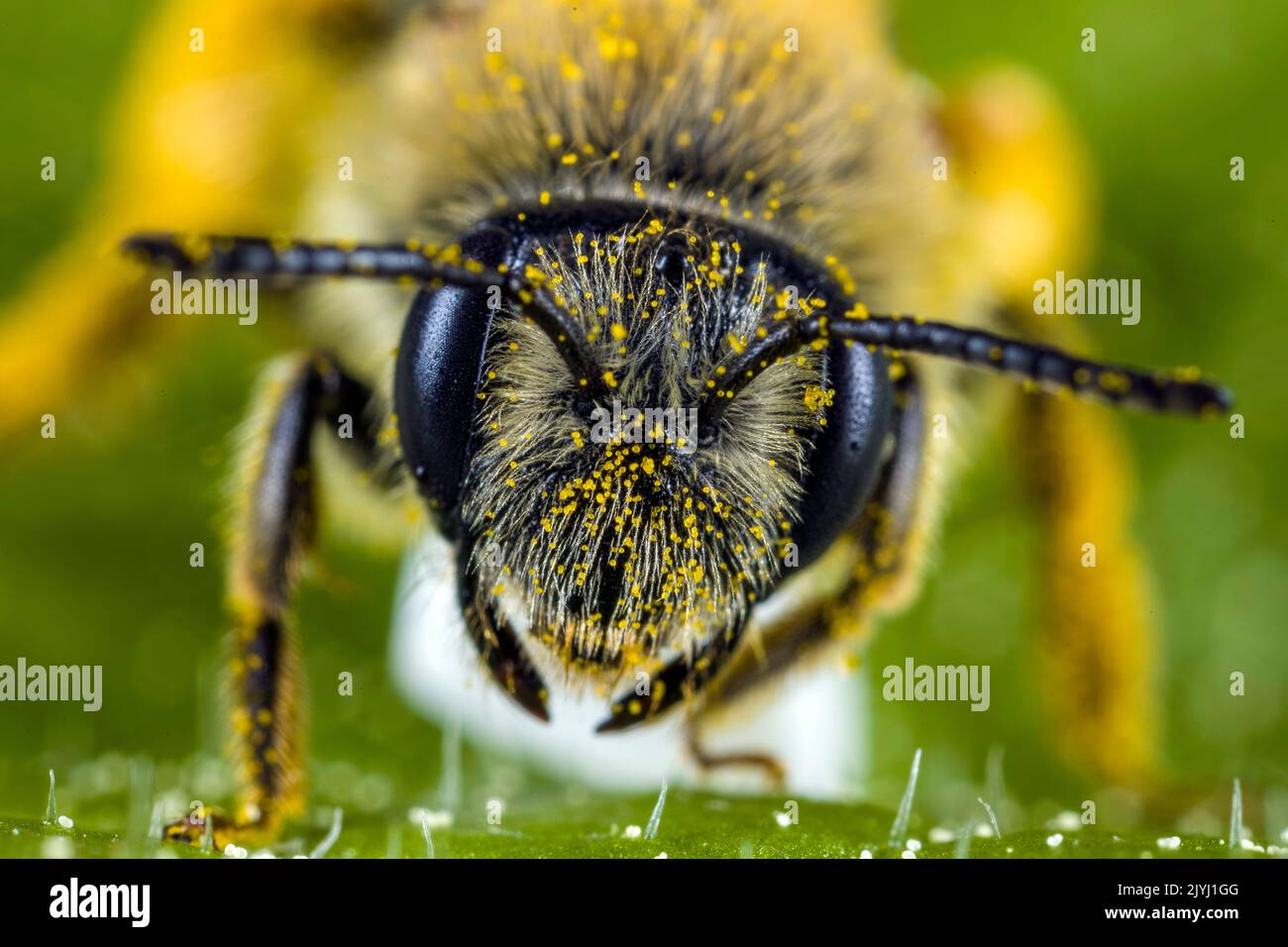Grigio-patched Mining-Bee (Andrena nitida, Andrena pubescens), femmina, ritratto, Germania Foto Stock