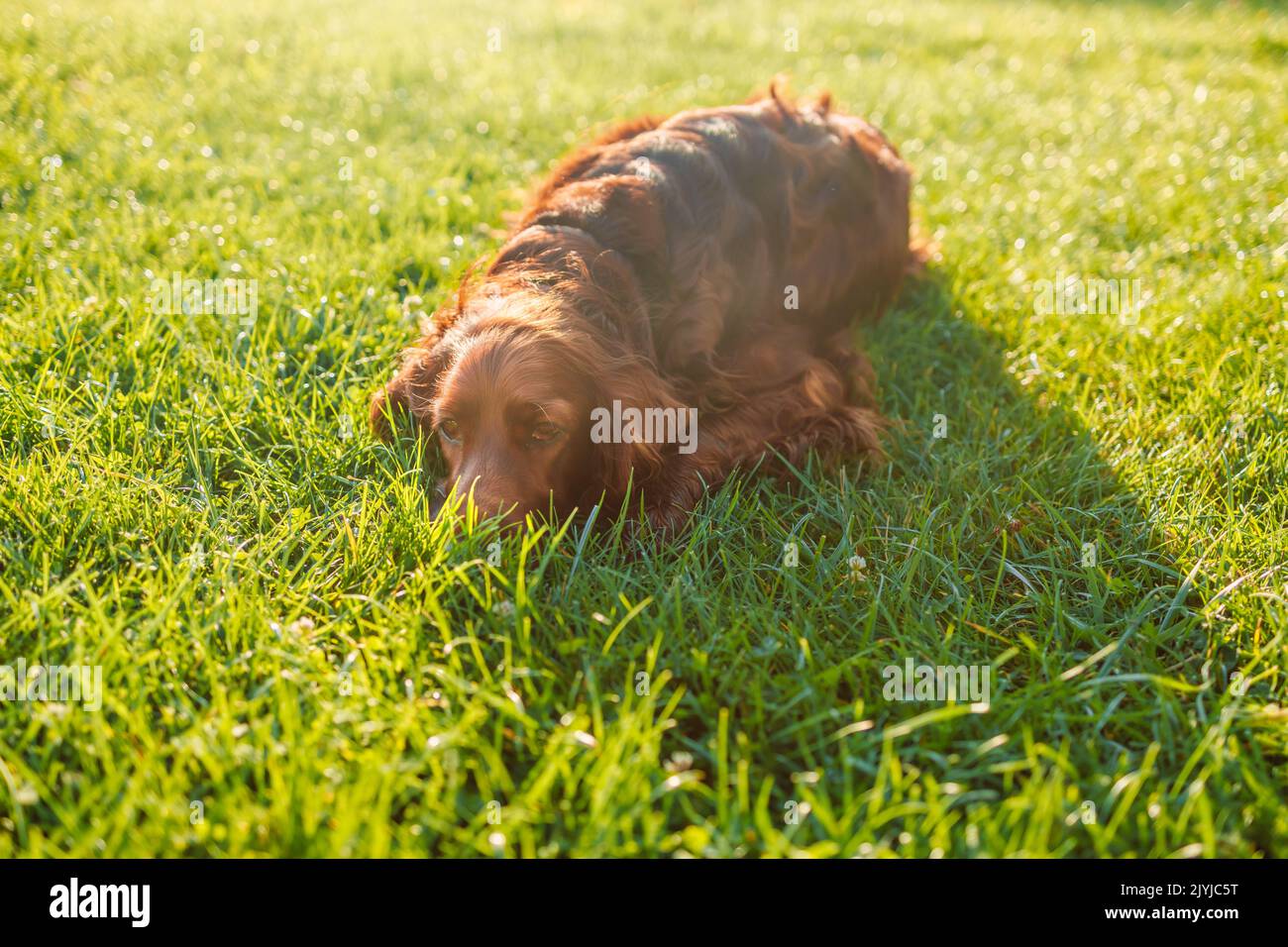 Felice cane setter irlandese sdraiato su una natura verde erba e guardando lontano in estate prato contro scenario offuscato, all'aperto, orizzontale Foto Stock