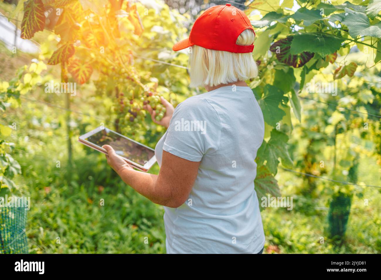 Donna anziana agricoltore vinicolo che controlla la qualità delle uve in Polonia. Spazio di copia. Concetto di agricoltura, giardinaggio e vinificazione. Foto Stock
