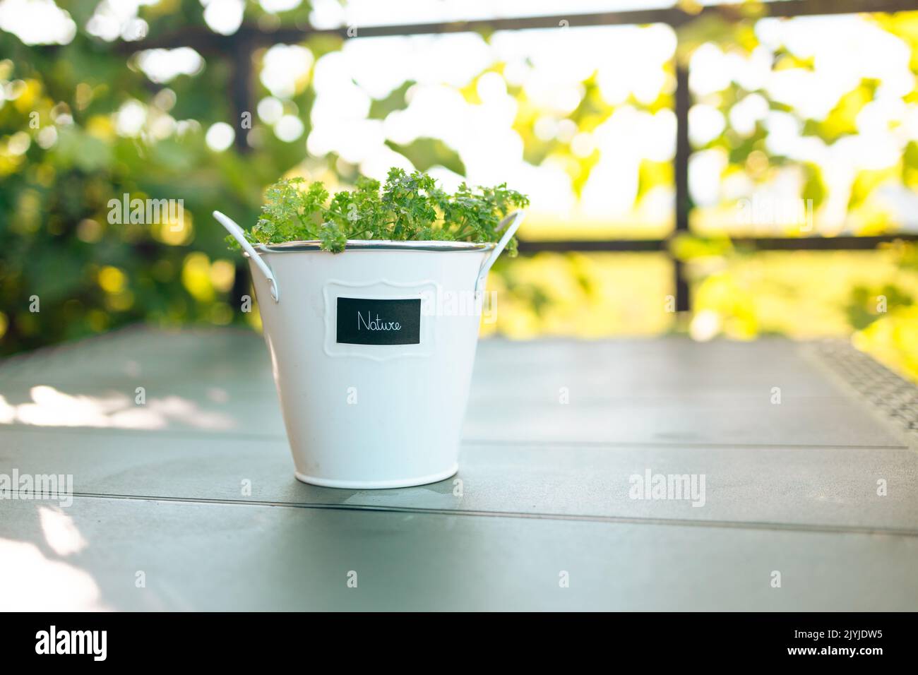 Una pentola di microgreens con un'iscrizione su un tavolo in un giardino verde Foto Stock
