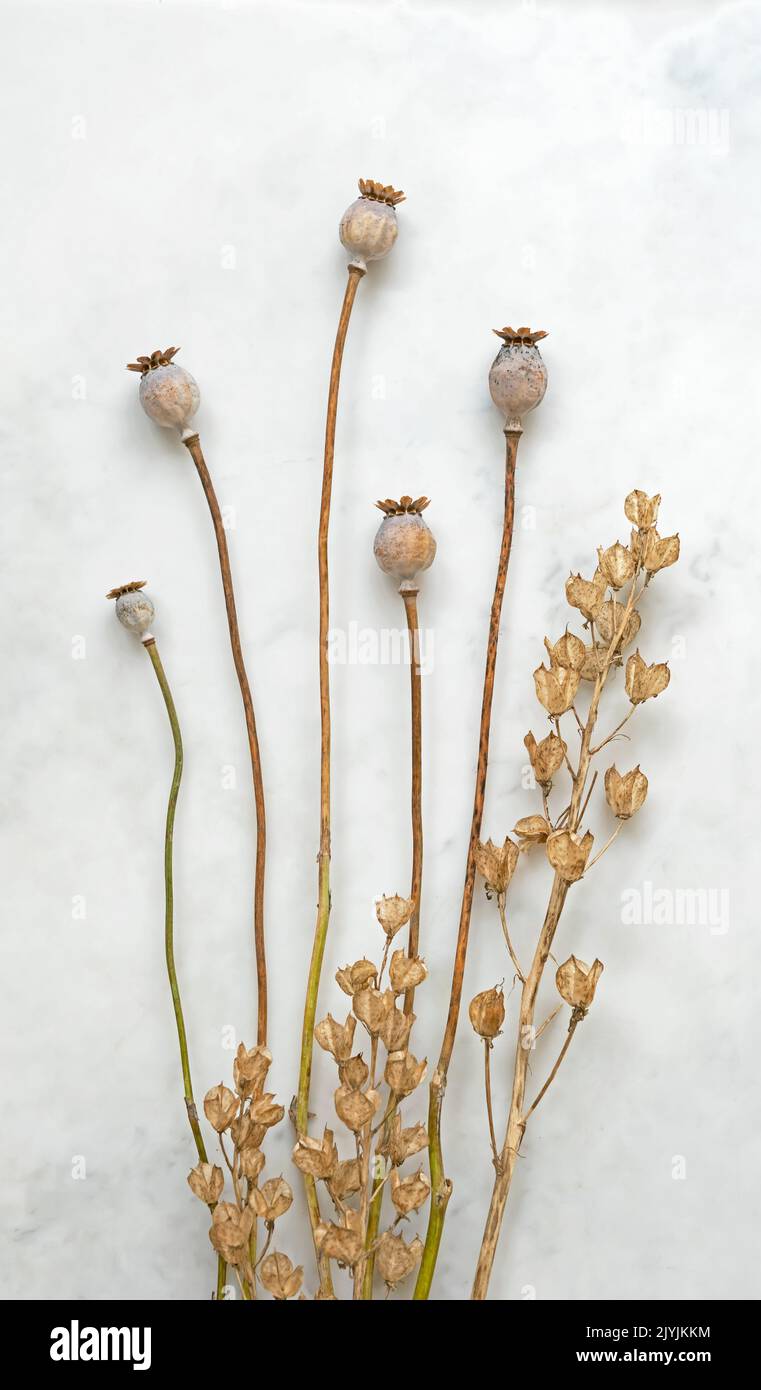 A Still Life of Poppy Seed Heads and Seed Pods su sfondo di marmo grigio chiaro. Bellezza nel rinnovamento. Foto Stock