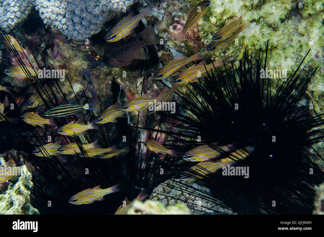 Pesce cardinale a righe gialle, cianosoma di Apogon, Apogonidae, in simbiosi mutualistica con un riccio di mare Diadema, Anilao, Filippine, Asia Foto Stock