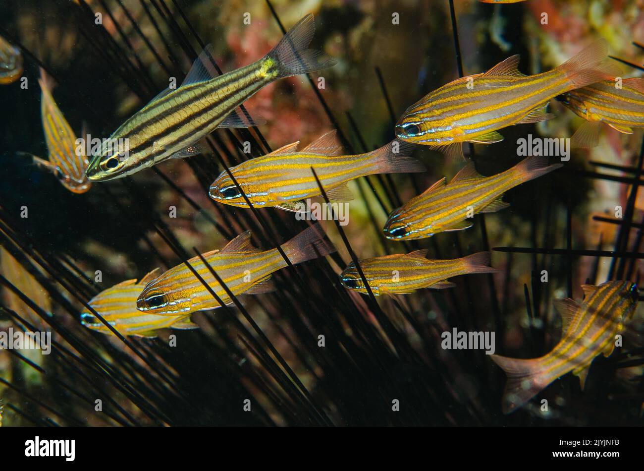 Pesce cardinale a righe gialle, cianosoma di Apogon, Apogonidae, in simbiosi mutualistica con un riccio di mare Diadema, Anilao, Filippine, Asia Foto Stock