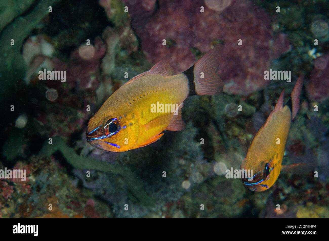 Fiore, Cardinalfish Apogon fleurieu, Apogonidae, Anilao, Filippine, Asia Foto Stock