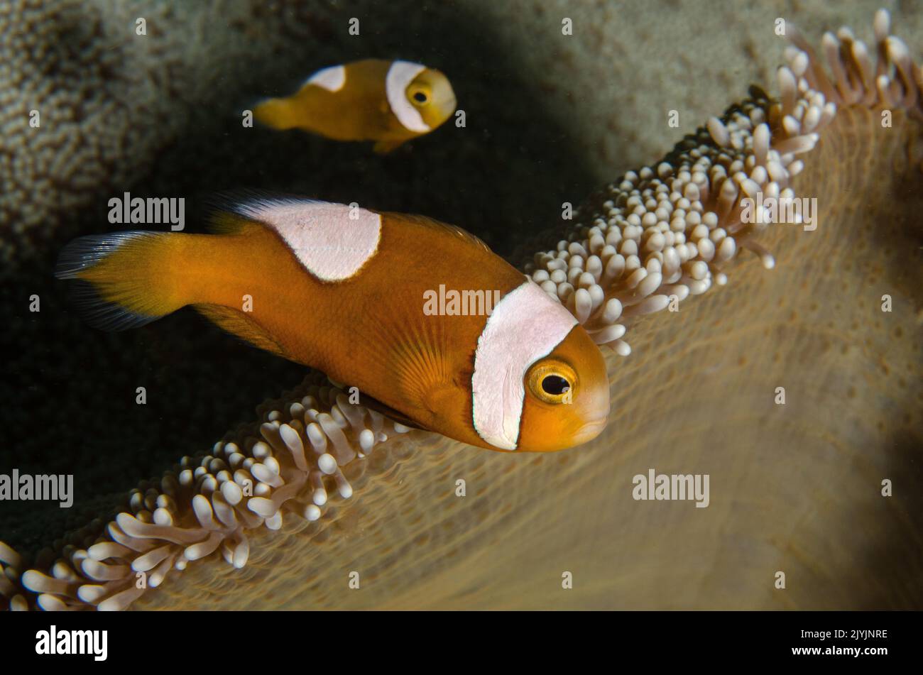 A doppio spiovente, anemonefish Amphiprion polymnus, Amphiprionidae, Anilao, Filippine, Asia Foto Stock