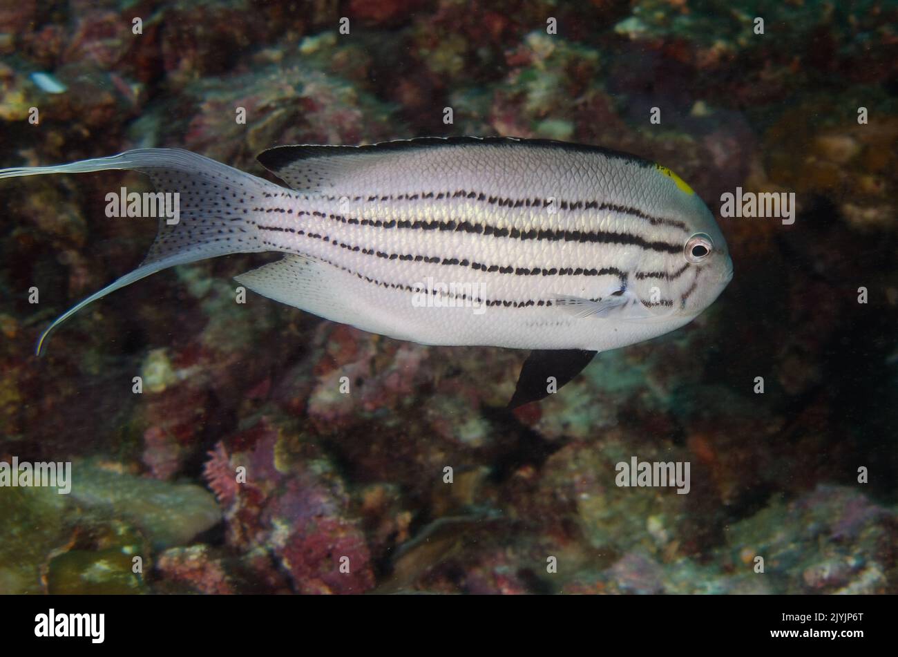 Blackstriped Angelfish, Geniicanthus lamarck, Pomacanthidae, Anilao, Filippine, Asia Foto Stock