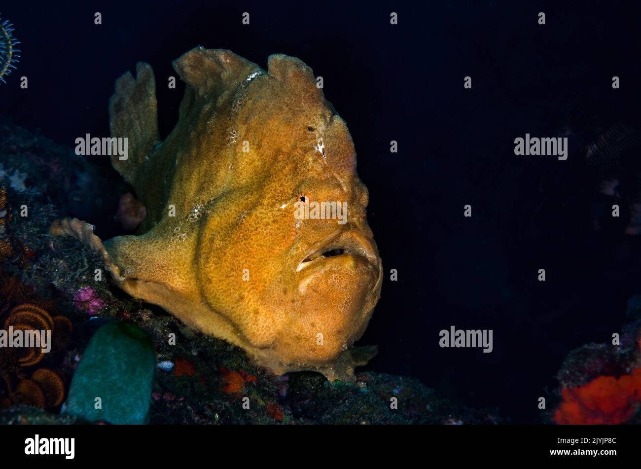 Rana pescatrice gigante, Antennarius commersoni, Antennarididae, Anilao, Filippine, Asia Foto Stock