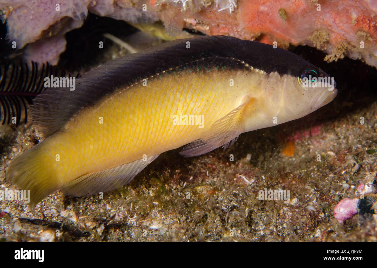 Il sud est asiatico dottyback blackstripe, Pseudochromis perspicillatus, Percidae, Anilao, Filippine, Asia Foto Stock