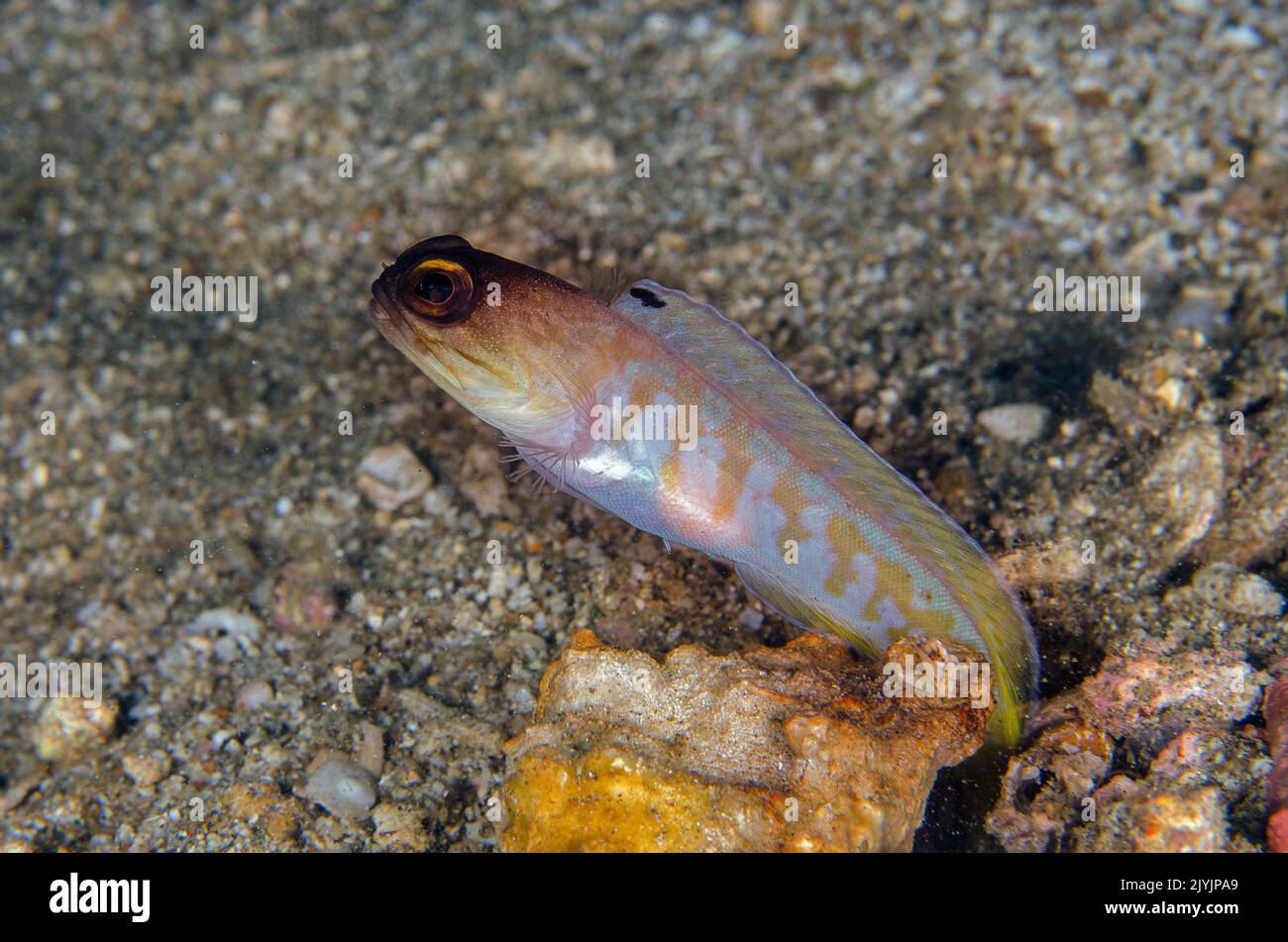 Il maschio della Yelllowbarred Jawfish, Opistognathus sp., Opistognathidae, Anilao, Filippine, Asia Foto Stock