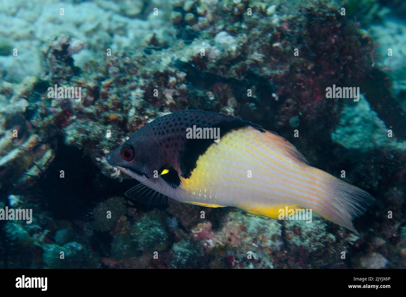 BlackBelt Hogfish, bodianus mesotorax, Labridae, Anilao, Filippine, Asia Foto Stock