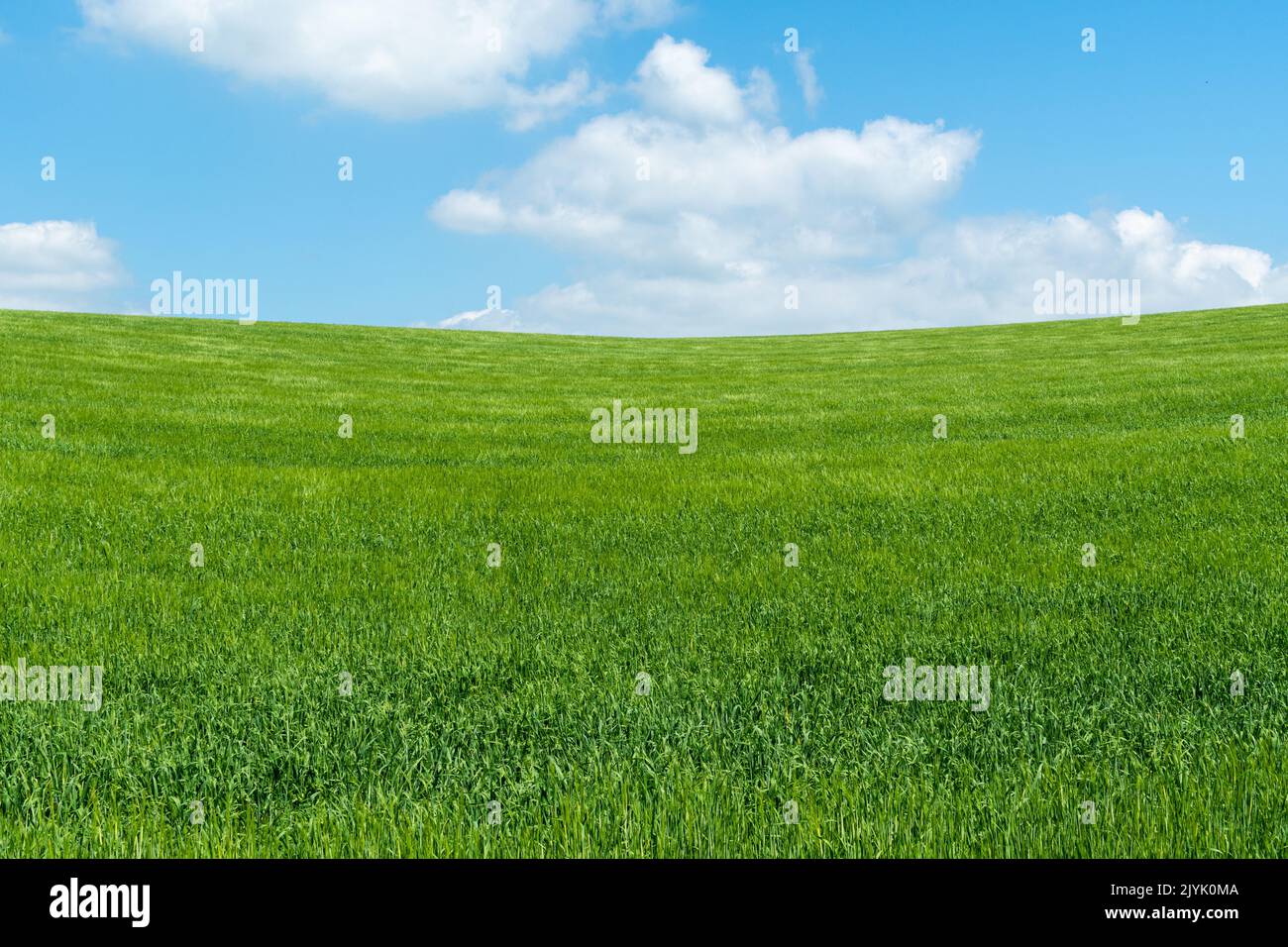 Un campo di grano verde con un cielo blu brillante e alcune nuvole bianche lanuginose Foto Stock