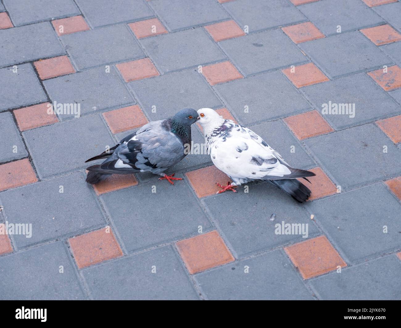 Piccioni bianchi e neri che si baciano e si nutrono l'un l'altro sul marciapiede in una città. Concetto di amore e tenerezza. Foto Stock