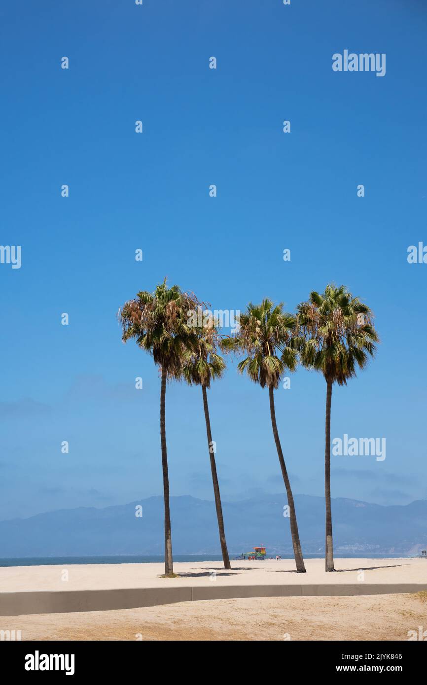 Green Palm Trees sulla spiaggia di Venezia Los Angeles California in una giornata di sole luminoso contro il cielo blu foto verticale Foto Stock