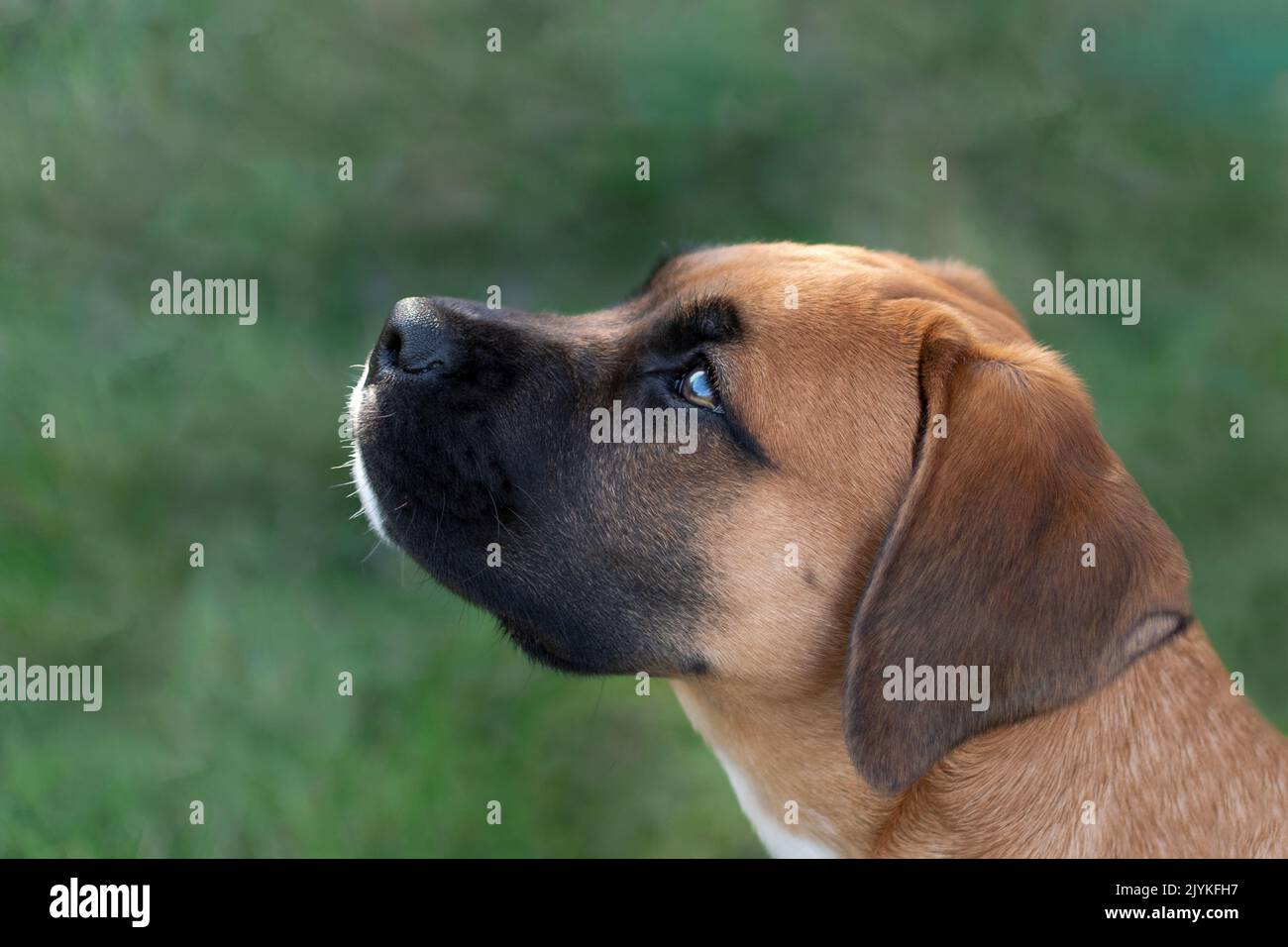 Ritratto laterale di un cane Foto Stock