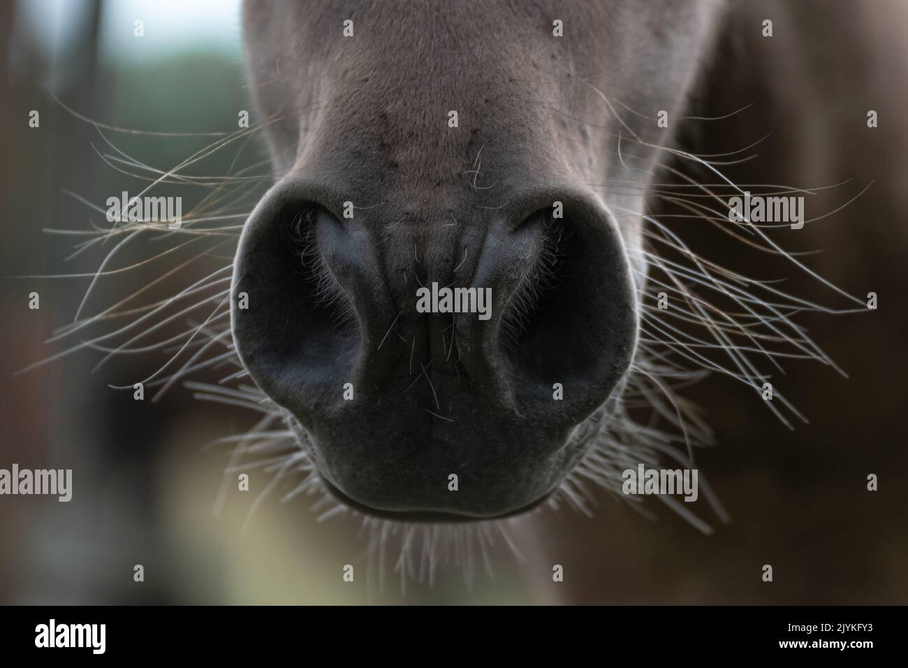 Il naso di un cavallo Foto Stock