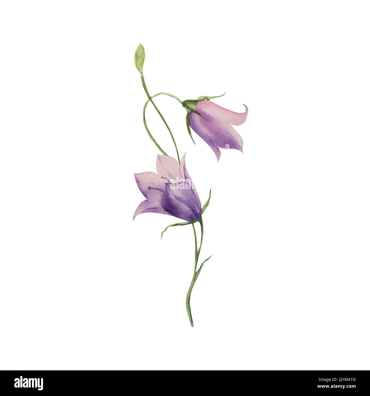 Campana. Campana fiore su uno sfondo isolato. Illustrazione acquerello. Botanica Foto Stock