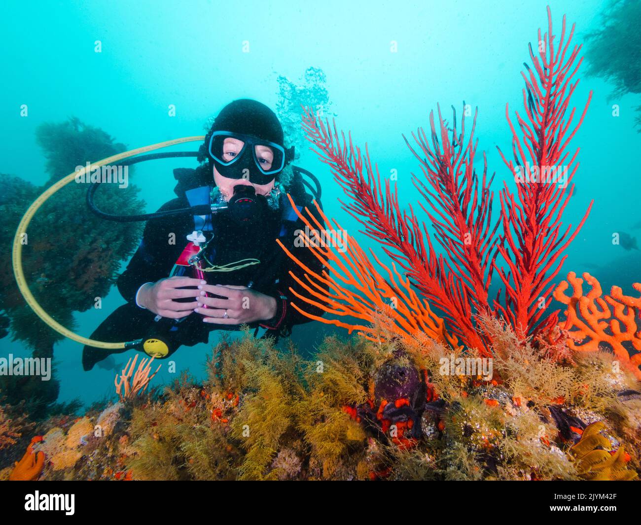 Un subacqueo che guarda la macchina fotografica che si posa accanto a tifosi marini dai colori luminosi sott'acqua Foto Stock