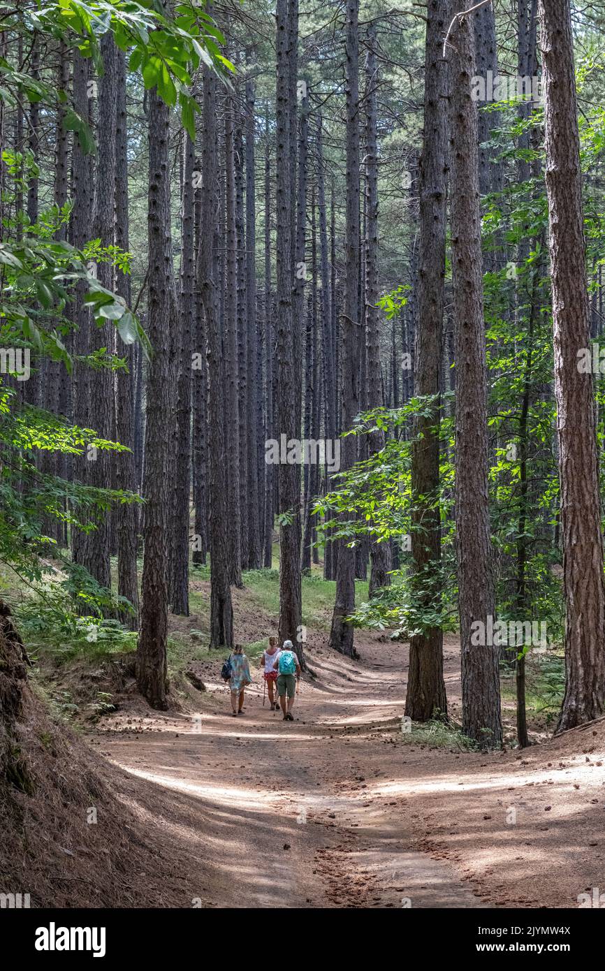 Passeggiate nella pineta di Ragabo vicino a piano Provenzana sulle pendici dell'Etna, Sicilia, Italia Foto Stock