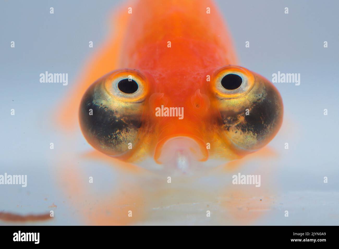 Pesce marinaro dell'occhio celeste (Carassius auratus). Primo piano su sfondo bianco Foto Stock